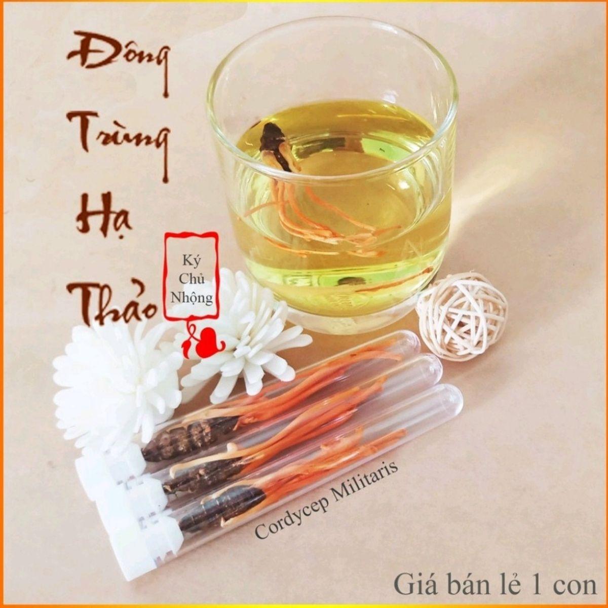 Đông trùnġ hạ thảo ký chủ nhộng ϯầṃ, ống nhựa, Dalat Cordyceps