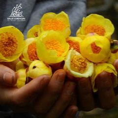 Trà hoa vàng sấy lạnh Dalat Cordyceps