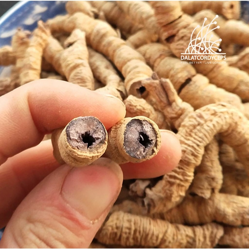 Ba kích tím khô rút lõi Dalat Cordyceps