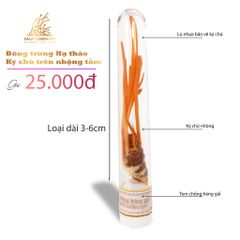 Đông trùng hạ thảo ký chủ nhộng tầm,,Dalat Cordyceps, lọ  25 - 50 con