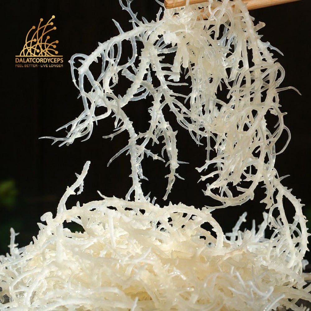 Rong sụn biển sấy khô - Dalat Cordyceps - 200gr