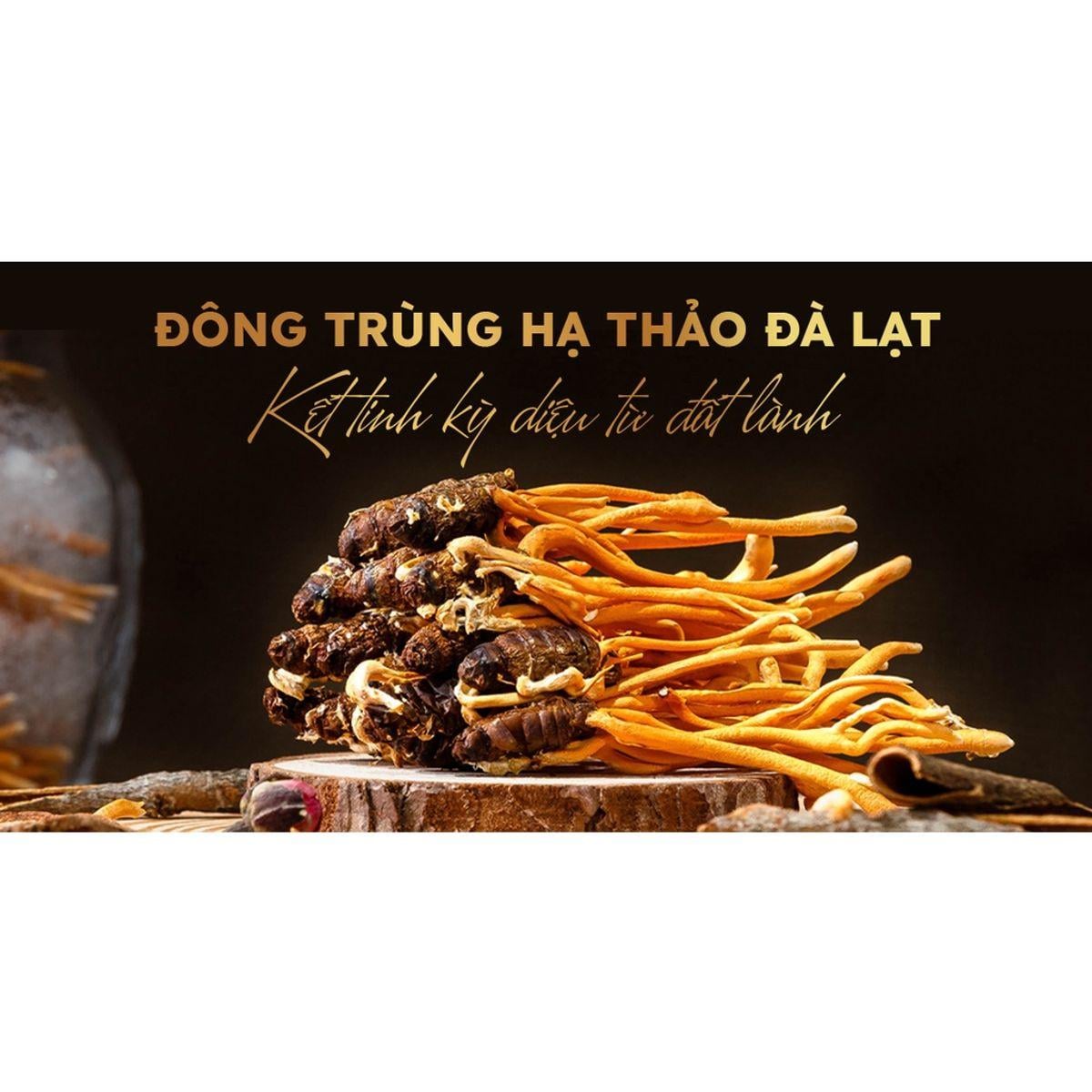 Đông trùnġ hạ thảo ký chủ nhộng ϯầṃ, ống nhựa, Dalat Cordyceps