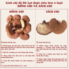 Nấm linh chi đỏ Đà Lạt còn nguyên bào tử nấm, loại nguyên tai Dalat Cordyceps
