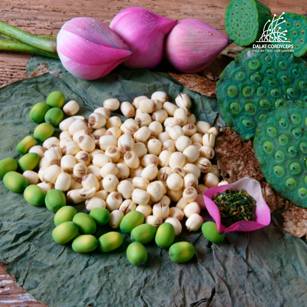 Hạt sen sấy khô Dalat Cordyceps - hạt tịnh tâm