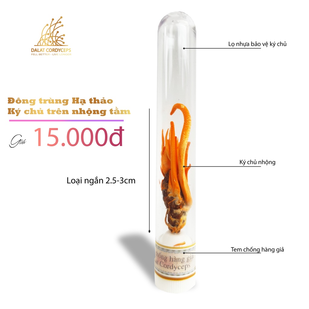 Đông trùng hạ thảo ký chủ nhộng tầm,,Dalat Cordyceps, lọ  25 - 50 con