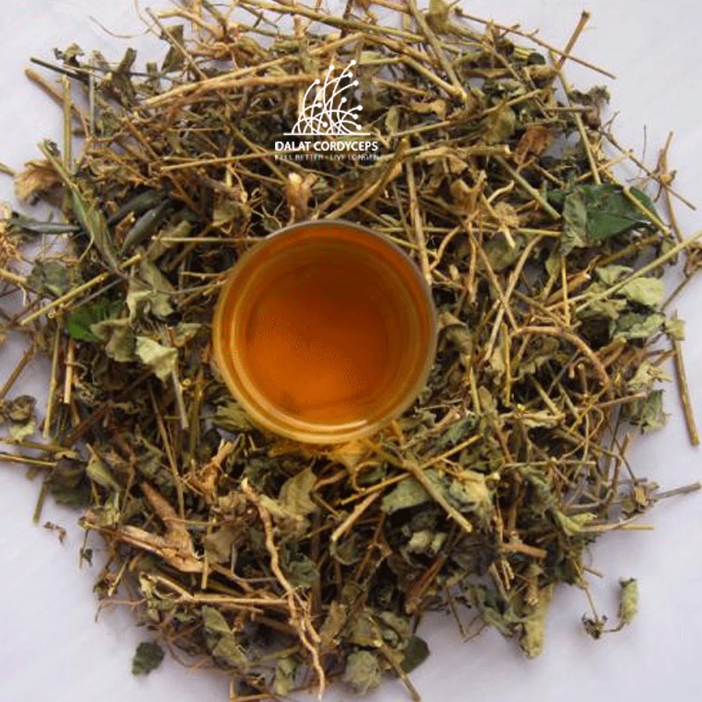 Trà thảo mộc cà gai leo sấy khô Dalat Cordyceps
