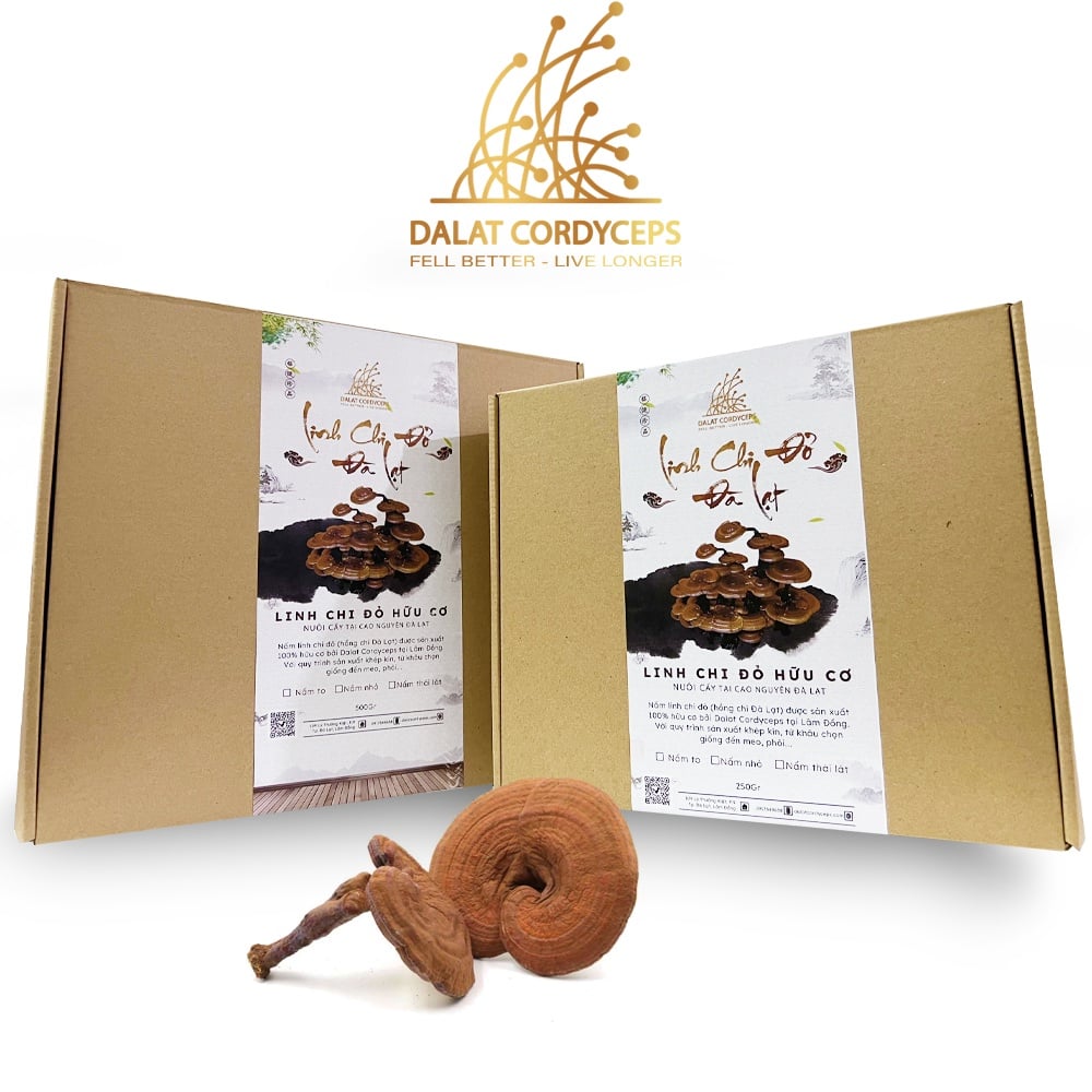 Nấm linh chi đỏ Đà Lạt còn nguyên bào tử nấm, loại nguyên tai Dalat Cordyceps