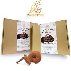 Nấm linh chi đỏ Đà Lạt còn nguyên bào tử nấm, loại nguyên tai Dalat Cordyceps