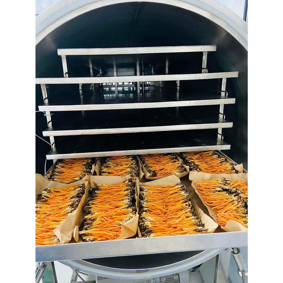 Đông trùnġ hạ thảo ký chủ nhộng ϯầṃ, ống nhựa, Dalat Cordyceps