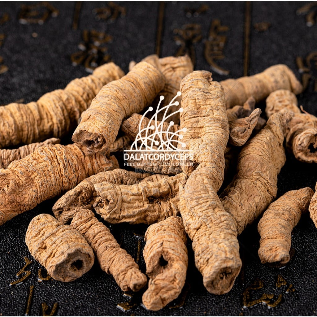 Ba kích tím khô rút lõi Dalat Cordyceps