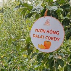 Trái hồng tươi Đà Lạt lên men - Dalat Cordyceps