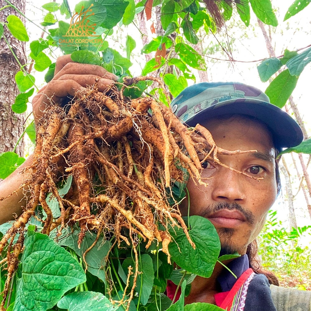Viên sâm dây ngọc linh, đẳng sâm mật ong Dalat Cordyceps