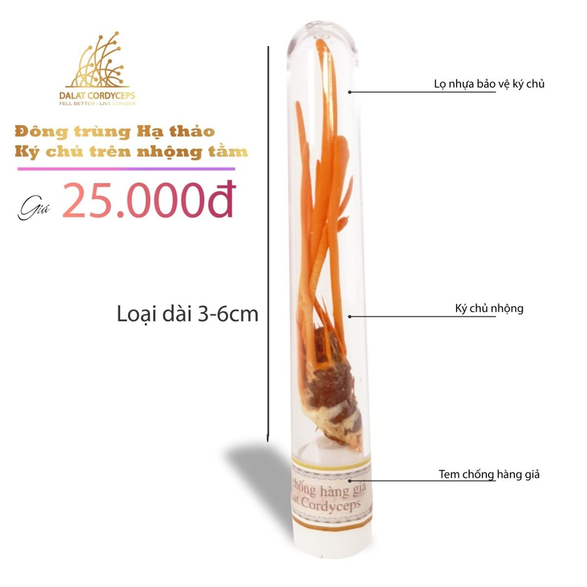 Đông trùnġ hạ thảo ký chủ nhộng ϯầṃ, ống nhựa, Dalat Cordyceps