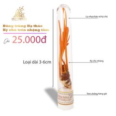 Đông trùnġ hạ thảo ký chủ nhộng ϯầṃ, ống nhựa, Dalat Cordyceps