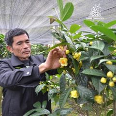Trà hoa vàng sấy lạnh Dalat Cordyceps