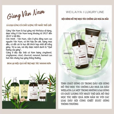 Bộ gội xả gừng ngăn ngừa lão hóa da đầu Weilaiya Luxury 420ml x 200ml (Nâu)