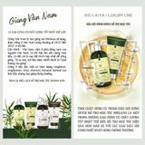 Bộ gội xả gừng detox hỗ trợ mọc tóc Weilaiya Luxury 420ml x 200ml (Xanh)