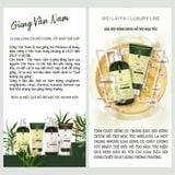 Gội xả gừng detox Weilaiya Luxury