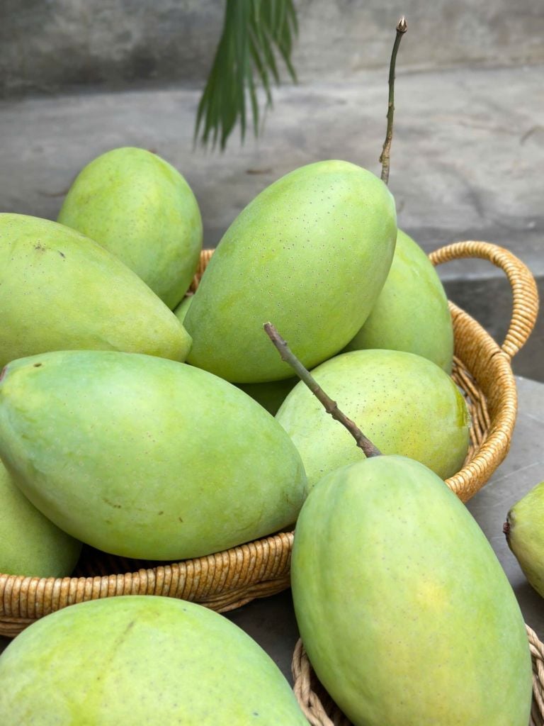 Xoài Cát Hòa Lộc