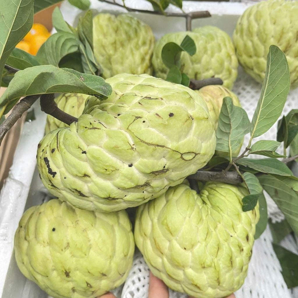 Na Giống Thái