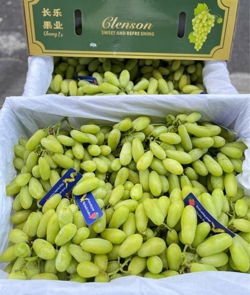 Nho Xanh Peru
