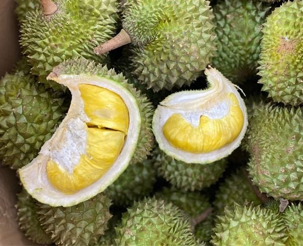 Cơm Sầu Riêng Musang King Tươi