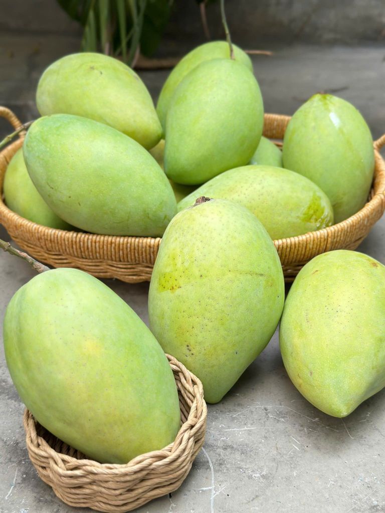Xoài Cát Hòa Lộc
