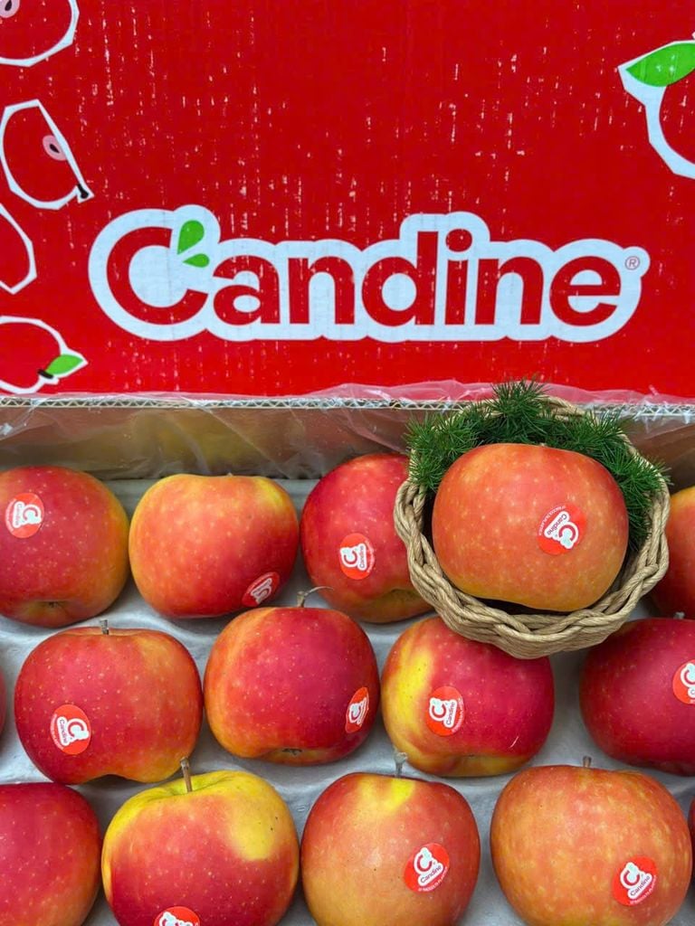 Táo Candine Ý S88