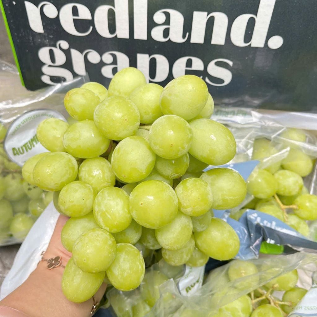 NHO XANH AUTUMN ÚC – REDLAND GRAPES