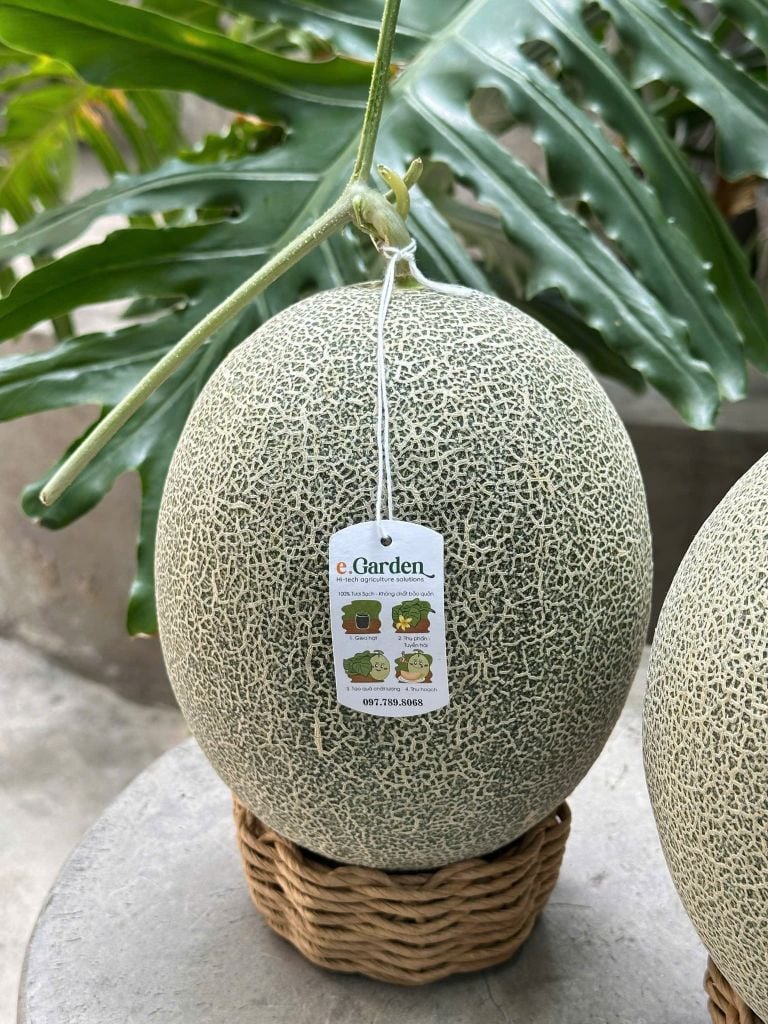 Dưa Lưới Egarden VIP