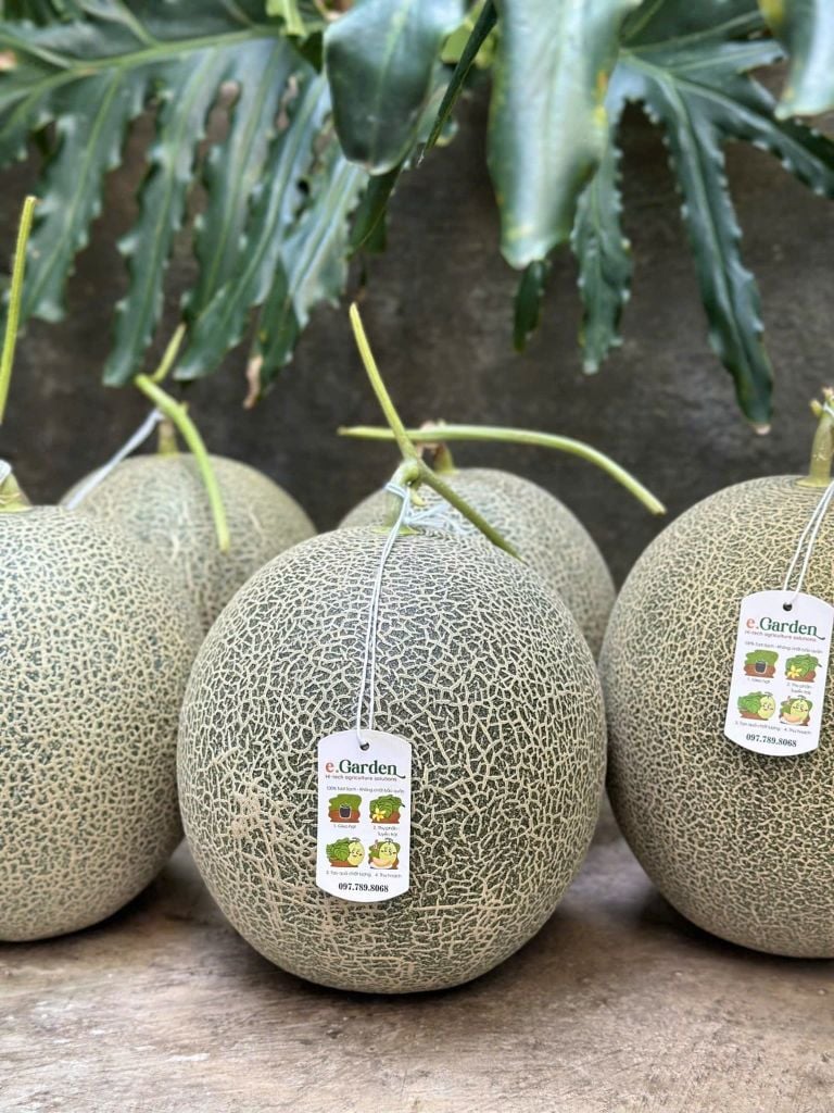 Dưa Lưới Egarden VIP