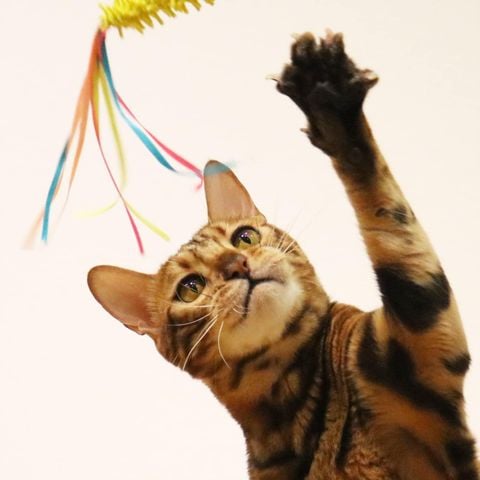 CattyMan - Cần Câu Lò Xo Ruy Băng Nhiều Màu