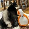 DoggyMan - Banh Cho Chó Hình Đuôi Chó Shiba