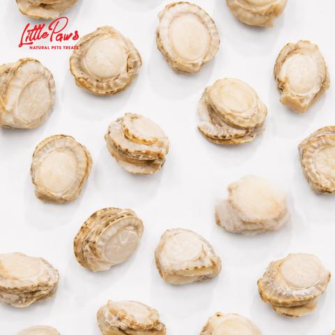 Little Paws - Freeze Scallop- Sò Điệp 12pcs