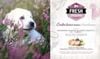 Brit Fresh Dog Chicken with Potato Puppy - Healthy Growth 2.5kg