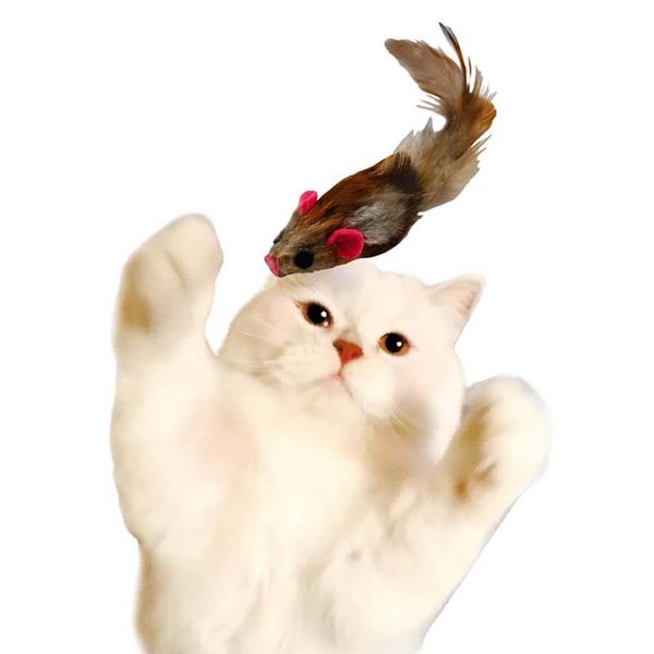 CattyMan - Chuột Lông Gà