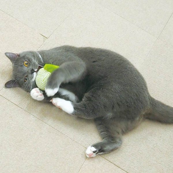 CattyMan - Đô Chơi Sạch Răng Hình Dưa Lưới/ Tôm