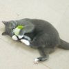 CattyMan - Đô Chơi Sạch Răng Hình Dưa Lưới/ Tôm