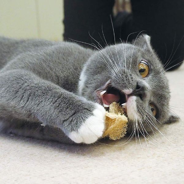 CattyMan - Đồ Chơi Xơ Mướp Hình Chuột