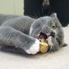 CattyMan - Đồ Chơi Xơ Mướp Hình Chuột