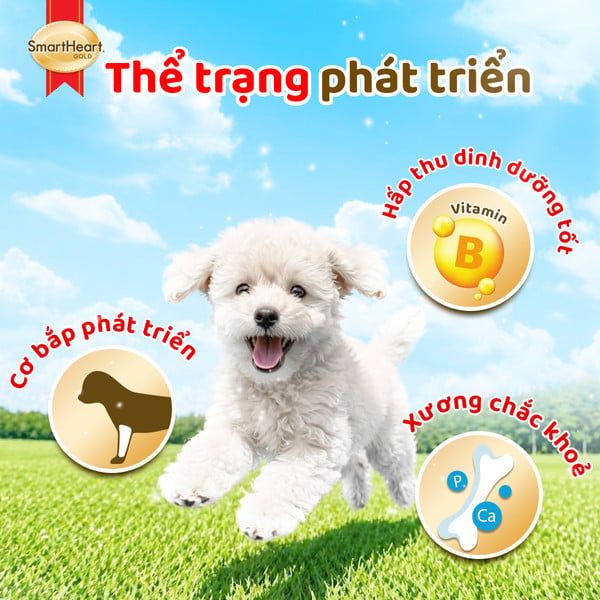 SmartHeart Gold Pate Cho Chó Con Cao Cấp  80g