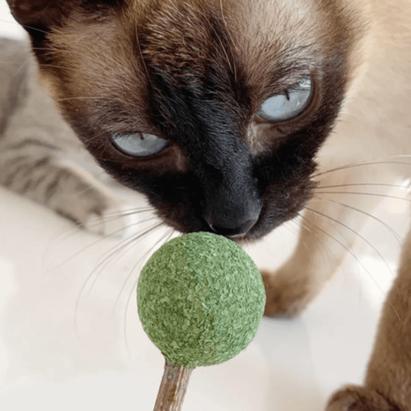Đồ chơi cho mèo hình kẹo mút - Catwant Lollipop
