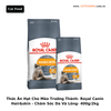 Thức Ăn Hạt Cho Mèo Trưởng Thành - Royal Canin Cat Hair&Skin - Chăm Sóc Da Và Lông - 400g/2kg