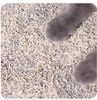 Cát Vệ Sinh Hữu Cơ Cho mèo - Honey Care Original Mix Bentonite - 2.75kg