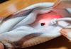 Cattoy Cá Điện - CAT Electric Fish