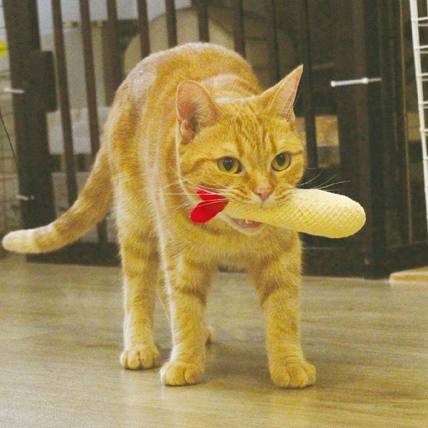 CattyMan - Đồ chơi sạch răng ( Tôm chiên, dưa lưới)