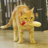 CattyMan - Đồ chơi sạch răng ( Tôm chiên, dưa lưới)