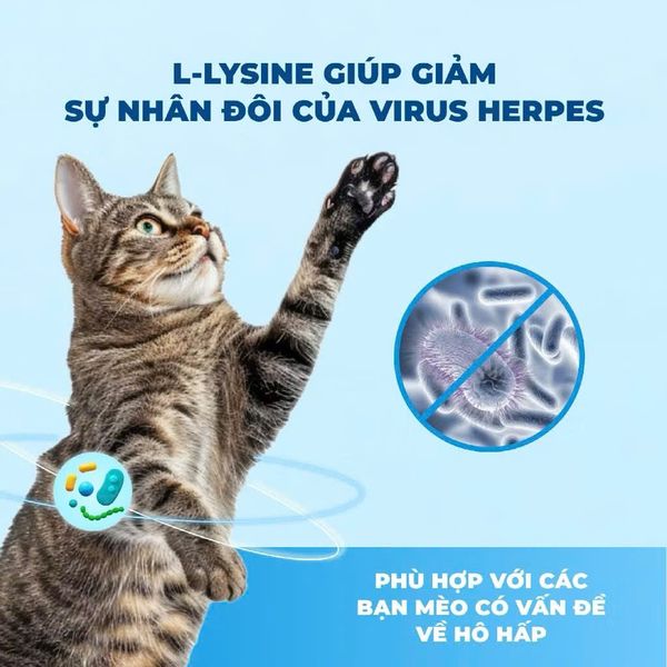 MR.VET T4 – Hạt Holistic Cho Mèo Trong Nhà (1KG)