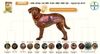 Bayer - Trị ký sinh trùng Advocate cho chó 10-25kg