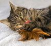 Kong - Kong Cat Crinkle Ball